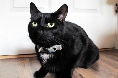 hero cat