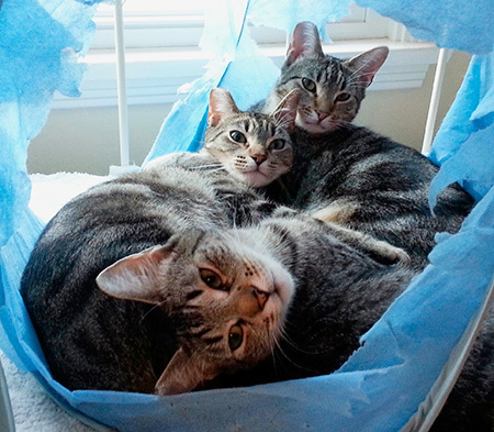 Fussy and her mother and sister