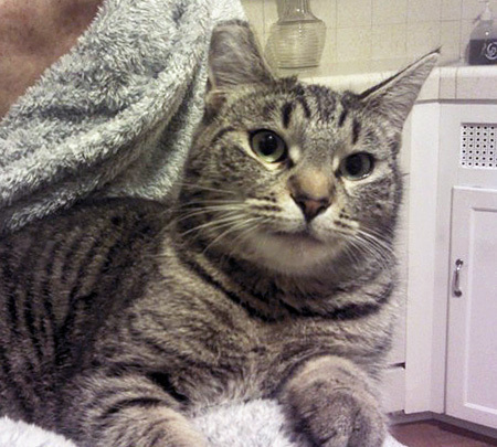 Fussy says thank you for helping me find a home!