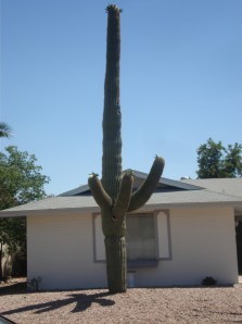 Cactus in AZ