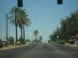 More Palm Trees in AZ
