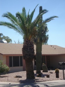 Palm Tree and Cactus