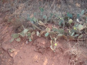 Prickly Pear