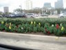 Foliage in Houston, TX