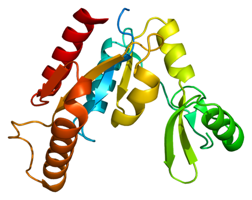 754px-Protein_CASK_PDB_1kgd.png