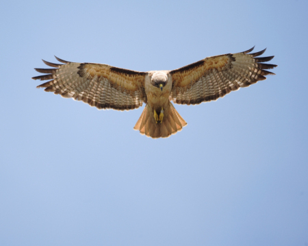 Red-Tailed Hawk