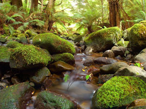 Liffey Valley Reserves in Tasmania – the first Bush Heritage Reserve. Photo: Wayne Lawler