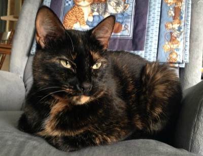 tortoiseshell_cat