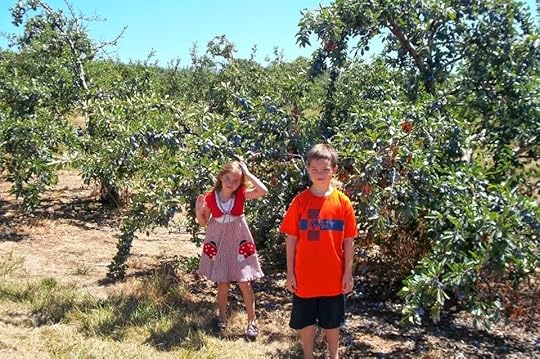 Picking Plums at You Pick, Anderson Orchard in Mooresville on a Homeschool Field Trip.