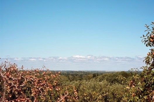 Amazing View of the Hills of Mooresville, Indiana from Anderson's Orchard.