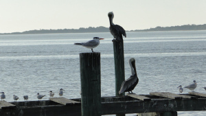 Florida Setting 1