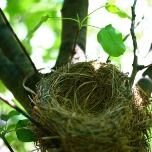 Empty nest