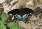 Mourning cloak bytterfly