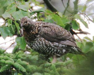 Spruce_Grouse