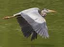 Heron in flight