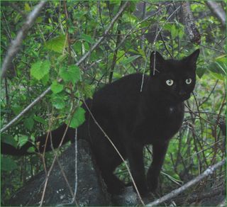 Bootsie, crop