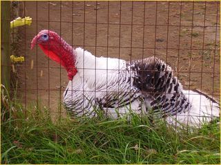 Turkey illum