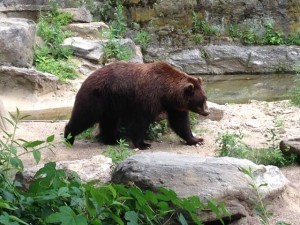 bear bronx zoo