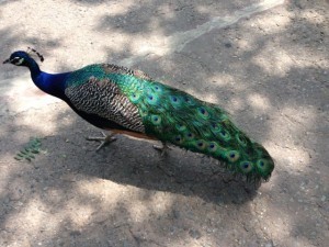 peacock zoo