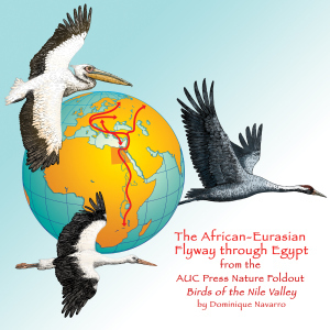 Migrating Birds and Globe for Blog