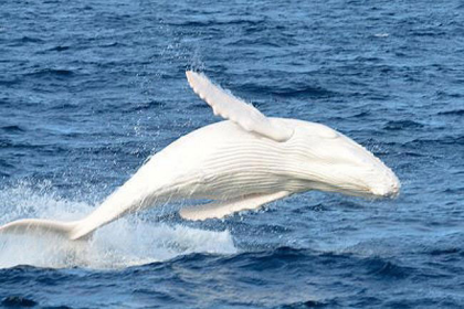 Migaloo the whale