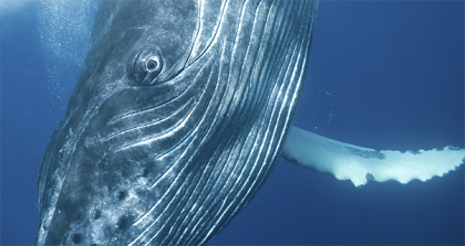Beautiful Whale. Photograph by Bryant Austin. Courtesy ANMM.