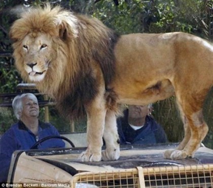 Lion at Werribee Open Zoo, Victoria Australia