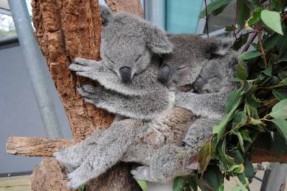 Snoozing koala joey trio, Sydney, Milli and Tucker. Photograph courtesy Taronga Zoo