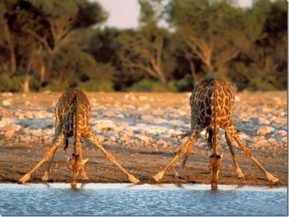 Giraffees