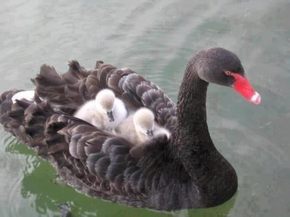 Swan with cygnets