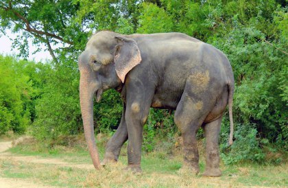 Raju the elephant