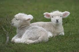lambs