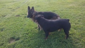 Jake tempts Carly with his rubber ball.