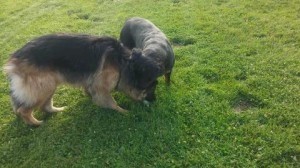 Carly goes for his head instead.