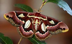 moth photo mothpretty_zps759d9027.png