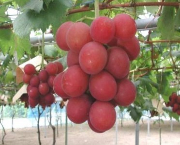 most-expensive-fruit-grapes-ruby-roman