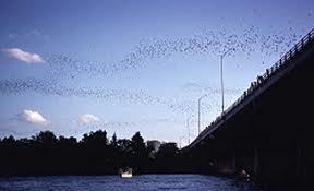 bats town lake austin texas