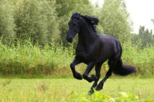 Friesian horse
