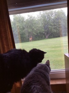 photo-78