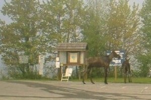 Milfoil_Man_Sees_Moose_05_27_06_011[1]_00