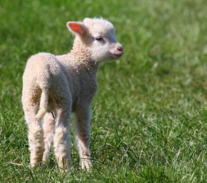 lamb