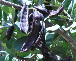 LocustPods