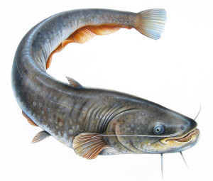 Catfish