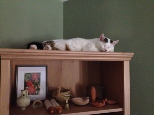 Maya's iphone March 2014 356