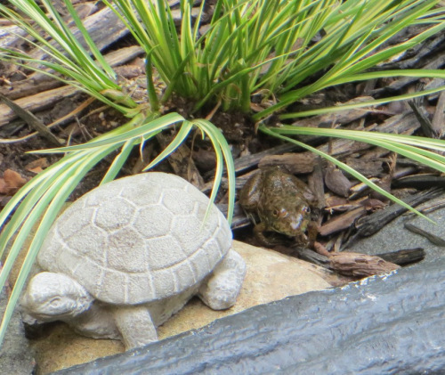 SmallFrog