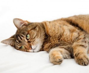 IMHA_in_cats