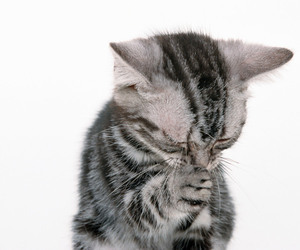 do_cats_get_colds