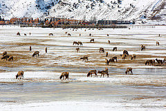 The American Serengeti