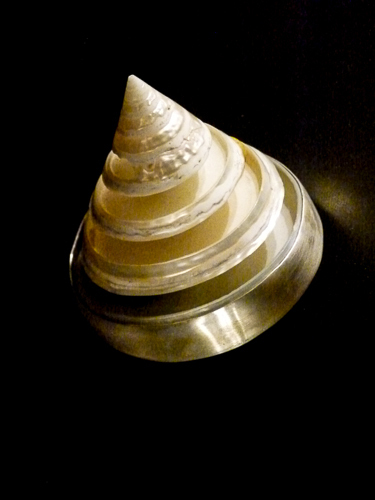 Spiral Shell