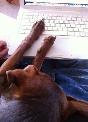 My puppy has decided he's a better writer than me.